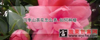 四季山茶花怎么养，如何种植