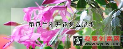 蛰爪兰刚开花怎么浇水