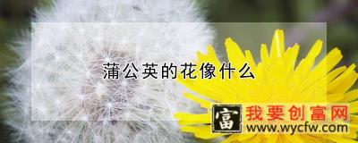 蒲公英的花像什么