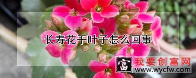 长寿花干叶子怎么回事