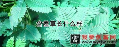 含羞草长什么样