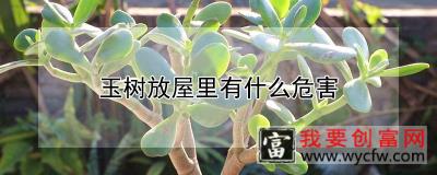 玉树放屋里有什么危害