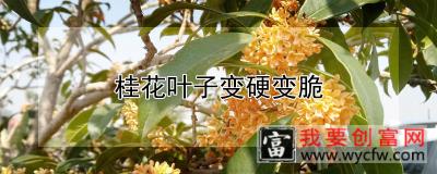 桂花叶子变硬变脆