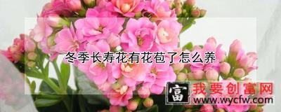 冬季长寿花有花苞了怎么养