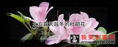 北方露天越冬的杜鹃花