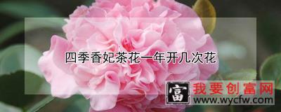 四季香妃茶花一年开几次花