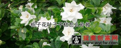 栀子花叶子干枯怎么补救