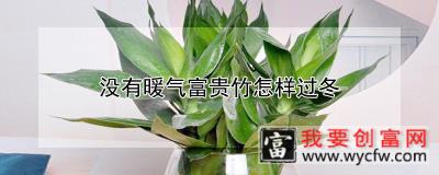 没有暖气富贵竹怎样过冬