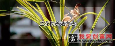 兰花的养殖方法