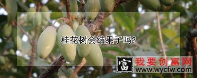 桂花树会结果子吗？