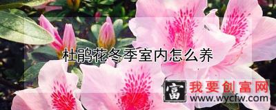 杜鹃花冬季室内怎么养