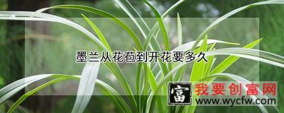 墨兰从花苞到开花要多久