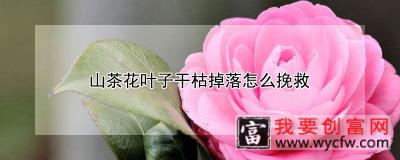 山茶花叶子干枯掉落怎么挽救