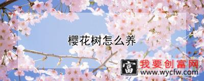 樱花树怎么养