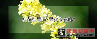 桂花结果吗?果实长在哪?