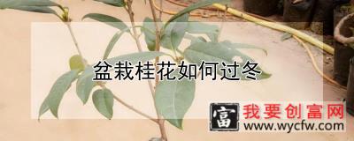 盆栽桂花如何过冬