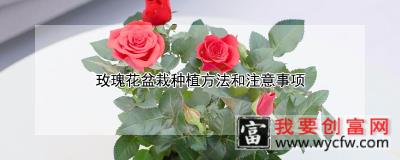 玫瑰花盆栽<a href=https://www.wycfw.com/e/tags/?tagid=232 target=_blank class=infotextkey>种植方法</a>和注意事项