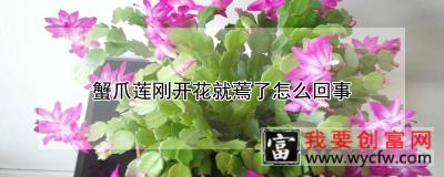 蟹爪莲刚开花就蔫了怎么回事