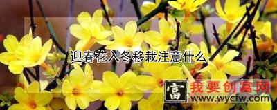 迎春花入冬移栽注意什么