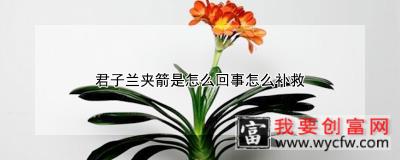 君子兰夹箭是怎么回事怎么补救