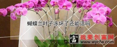 蝴蝶兰叶子冻坏了还能活吗