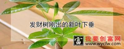 发财树刚出的新叶下垂