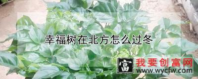 幸福树在北方怎么过冬