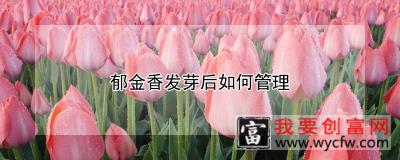 郁金香发芽后如何管理