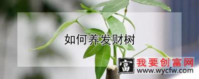 如何养发财树