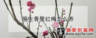 原生骨里红梅怎么养