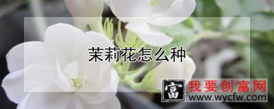 茉莉花怎么种