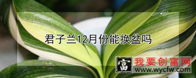 君子兰12月份能换盆吗