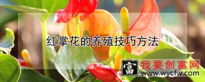 红掌花的养殖技巧方法