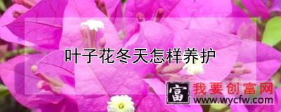 叶子花冬天怎样养护