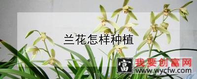 兰花怎样种植