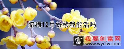 腊梅12月份移栽能活吗