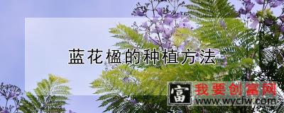 蓝花楹的<a href=https://www.wycfw.com/e/tags/?tagid=232 target=_blank class=infotextkey>种植方法</a>