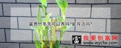 富贵竹冬天可以养吗？能存活吗？