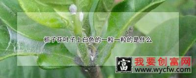 栀子花叶子上白色的一粒一粒的是什么