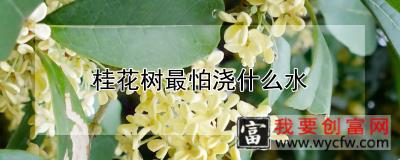 桂花树最怕浇什么水