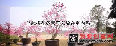 盆栽梅花冬天可以放在室内吗