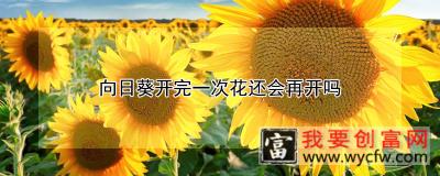 向日葵开完一次花还会再开吗