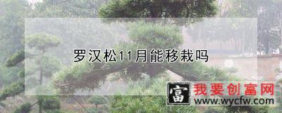 罗汉松11月能移栽吗