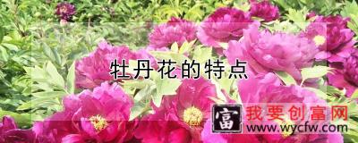 牡丹花的特点