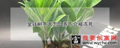 金钱树冬天怎么养不会被冻死