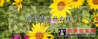 向日葵长什么样