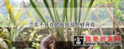 兰花不开花的原因及怎样开花