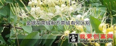 金银花带绒和不带绒有何区别