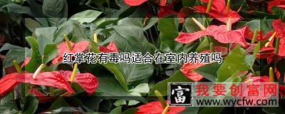 红掌花有毒吗适合在室内养殖吗