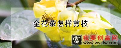 金花茶怎样剪枝